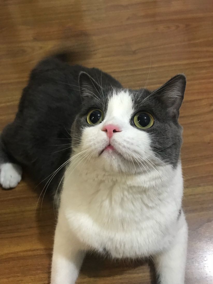 云币老猫(网易云游戏盒子)